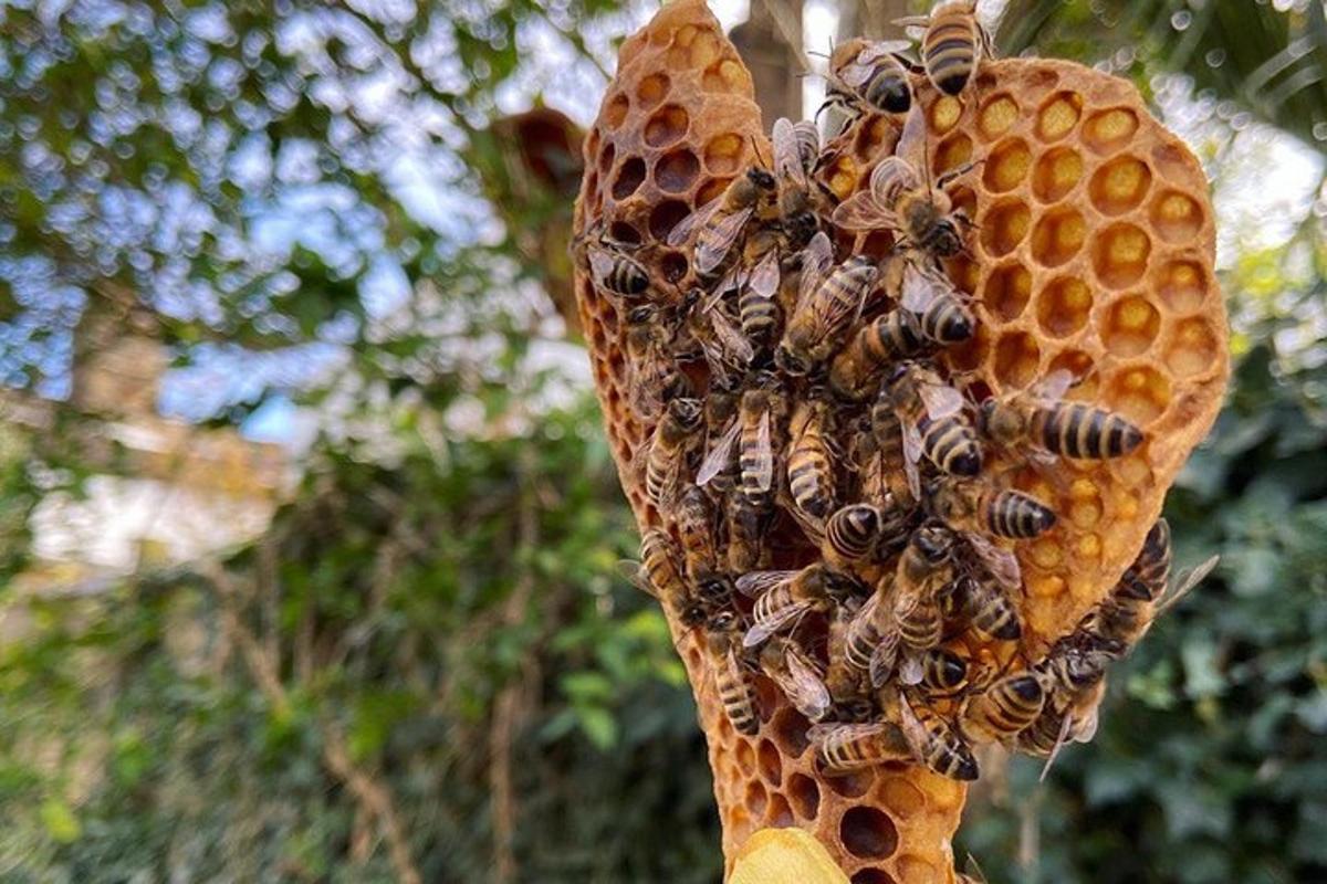 Discover active beehives in London