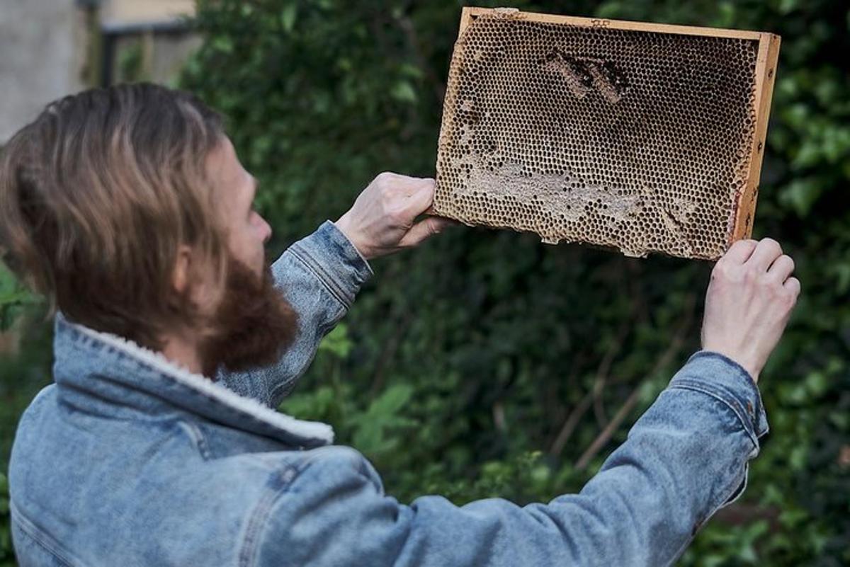 Discover active beehives in London