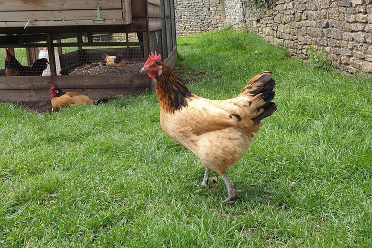Private Downton Abbey Tour, including Bampton, Cogges Farm, and Highclere