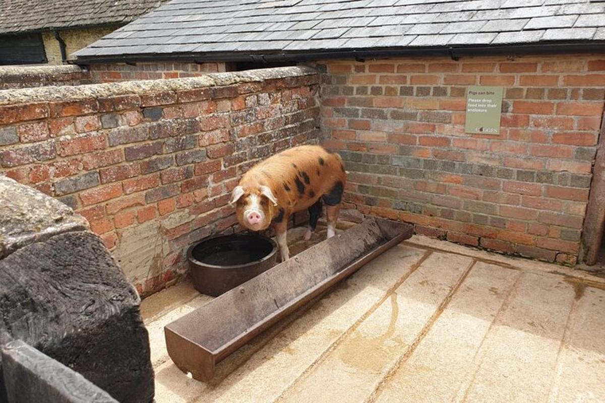 Private Downton Abbey Tour, including Bampton, Cogges Farm, and Highclere
