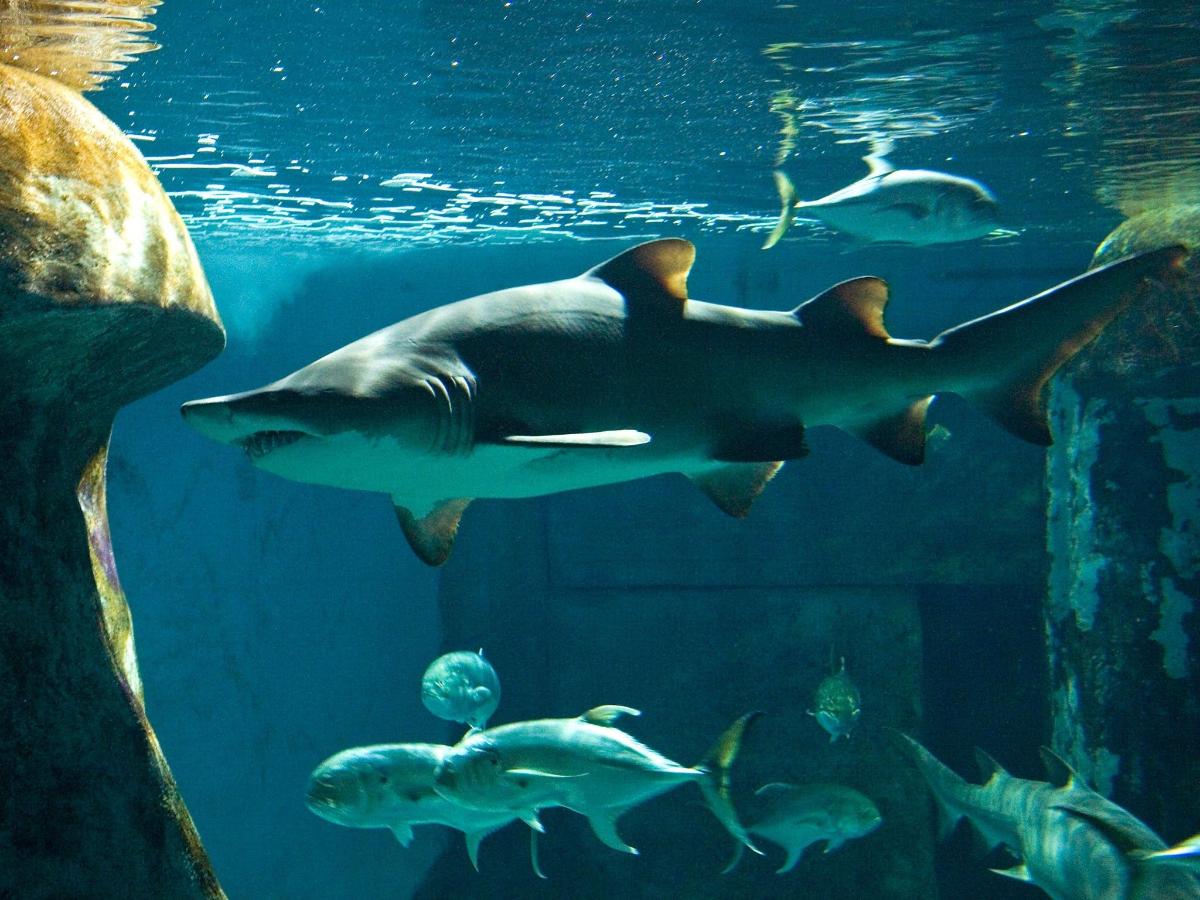 Admission to SEA LIFE London Aquarium