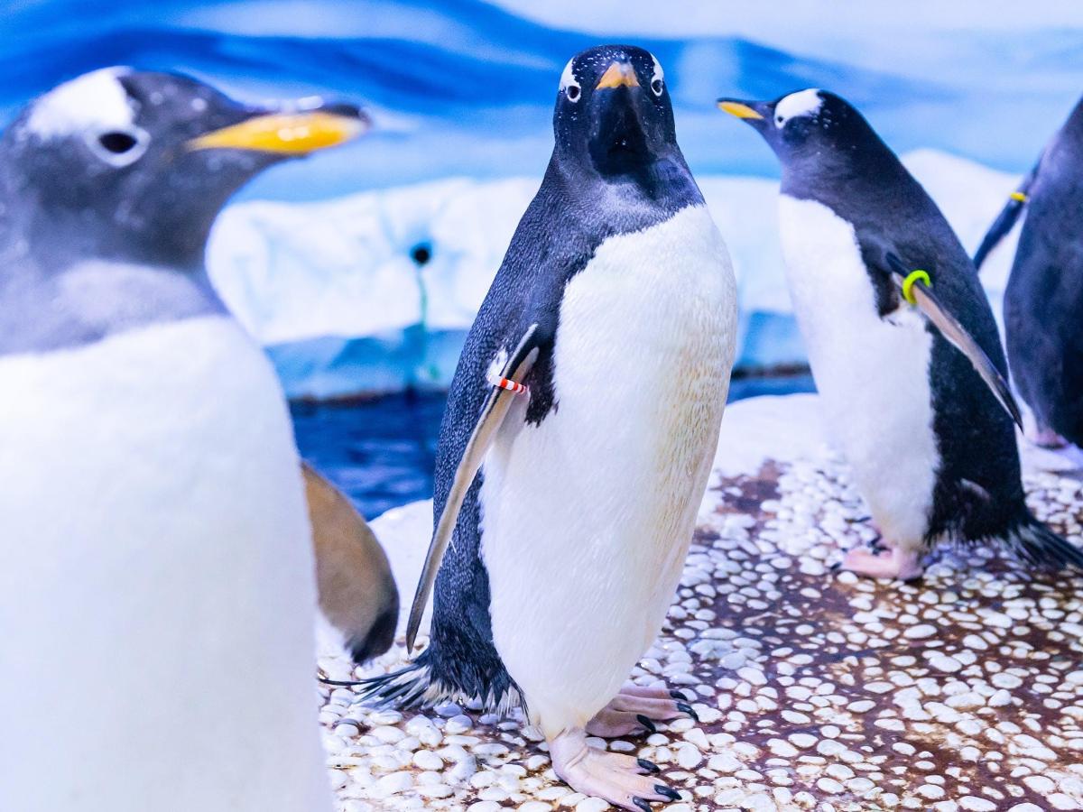 Admission to SEA LIFE London Aquarium